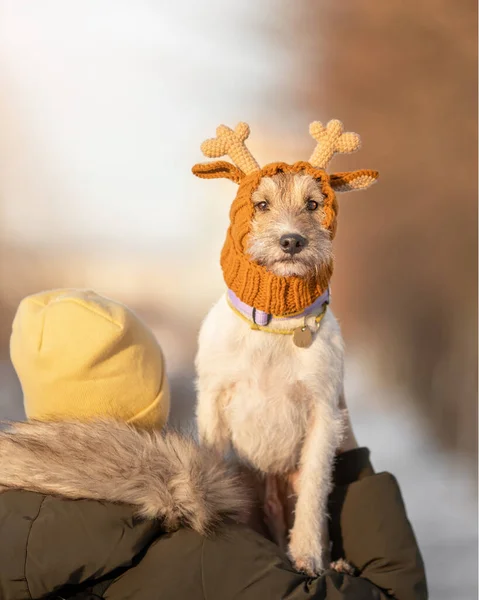 Portret Van Een Jonge Hond Van Dominee Russell Terrier Ras — Stockfoto