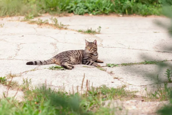 Evcil Tekir Kedi Yazın Dışarıda Taş Yola Uzanmış — Stok fotoğraf