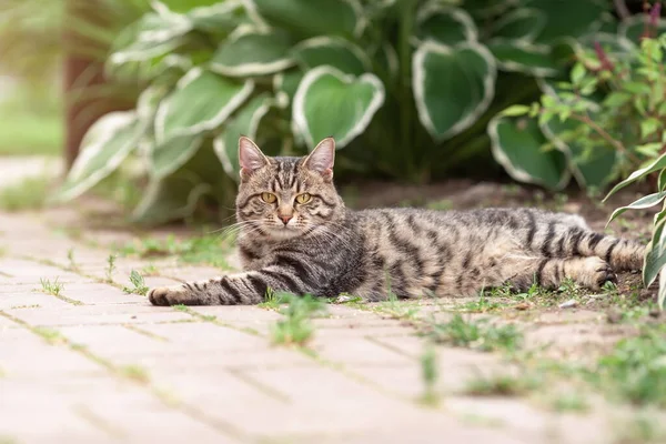 Evcil Tekir Kedi Yaz Doğasında Bahçede Uzanıyor — Stok fotoğraf