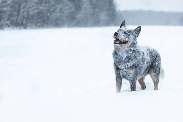 Vrolijk Lachende Australische Runderhond Blauwe Heeler Staand Winternatuur Met Gezicht — Stockfoto