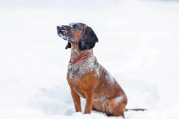 Niedlicher Bayerischer Sennenhund Mit Schnee Gesicht Und Kopf Sitzt Winter — Stockfoto