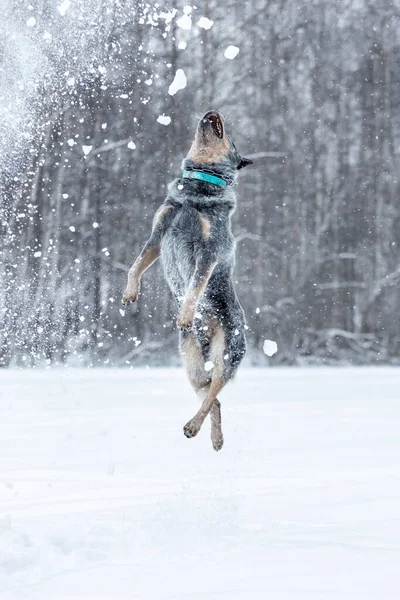 Vtipné Skákání Australský Dobytek Pes Nebo Modrý Podpatek Hrát Sněhem — Stock fotografie