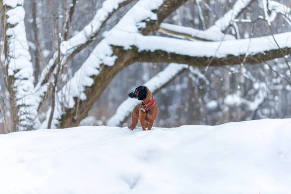 Junger Bayerischer Sennenhund Steht Bei Winterwetter Wald Auf Schnee — Stockfoto