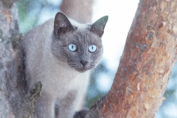 Thai Kedisinin Portresini Kapat Ağaçta Otur Kışın Açık Havada Kar — Stok fotoğraf