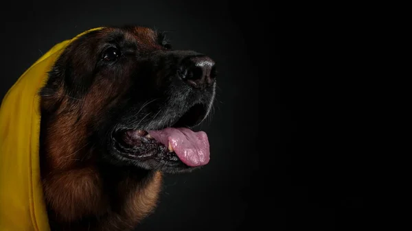 Πορτρέτο Του Γερμανικού Ποιμενικού Σκύλου Μαύρο Φόντο — Φωτογραφία Αρχείου
