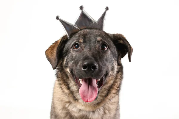 Feliz Cara Sonriente Perro Mestizo Con Lengua Hacia Fuera Usando —  Fotos de Stock