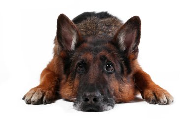 Beyaz arka planda tek başına yatan yaşlı Alman çoban köpeğinin portresini kapat.