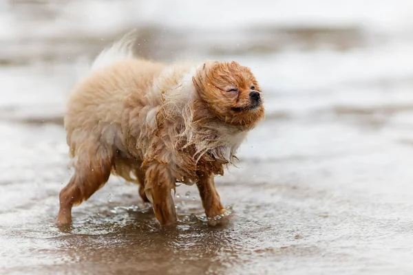 Molhado Sujo Engraçado Pomeranian Spitz Praia Livre — Fotografia de Stock