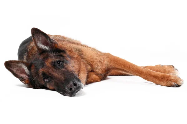 Triste Cão Pastor Alemão Velho Deitado Isolado Fundo Branco — Fotografia de Stock