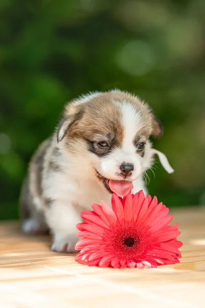 Engraçado Filhote Cachorro Pequeno Pembroke Galês Corgi Raça Cão Com — Fotografia de Stock