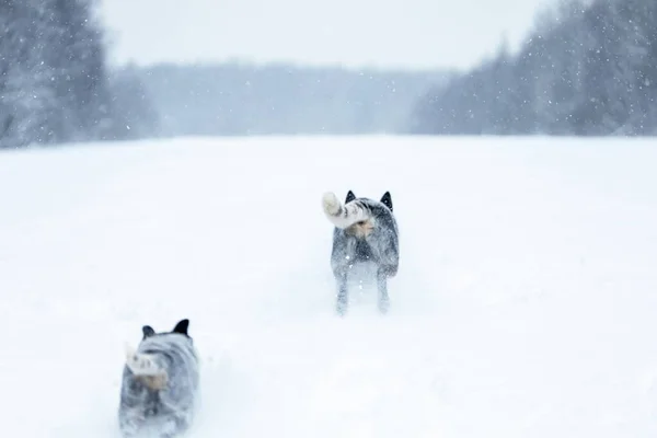 Achteraanzicht Van Twee Australische Runderhonden Blauwe Heelers Die Samen Sneeuw — Stockfoto