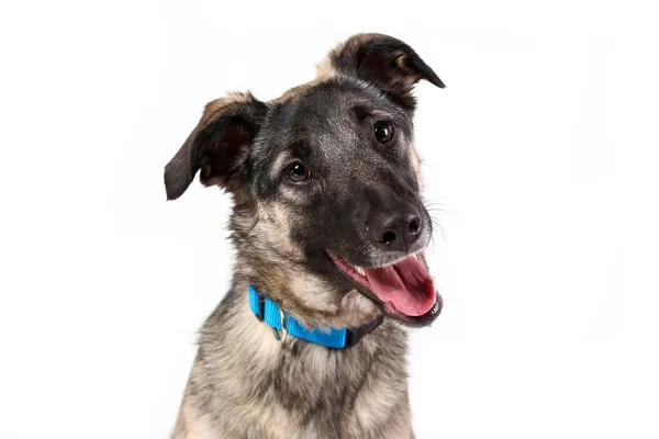 Rosto Sorridente Feliz Cão Rafeiro Isolado Fundo Branco — Fotografia de Stock