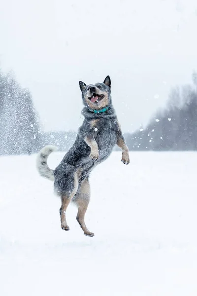Grappig Actief Springen Spelen Australische Runderen Hond Blauwe Heeler Sneeuw — Stockfoto