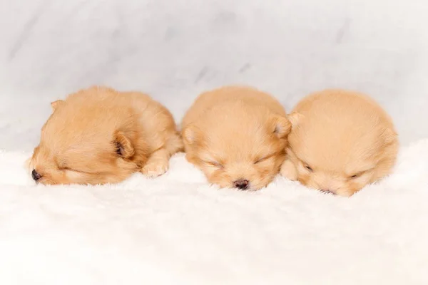 Three Sweet Sleeping Puppies Pomeranian Spitz Breed Dog Front View — Stock Photo, Image