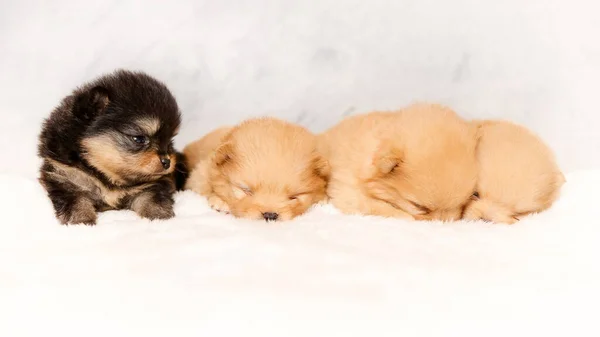 Słodkie Śpiące Szczenięta Pomeranian Spitz — Zdjęcie stockowe