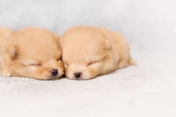 Zwei Süße Schlafende Welpen Der Rasse Pommersche Spitzhunde Frontansicht Kopierraum — Stockfoto