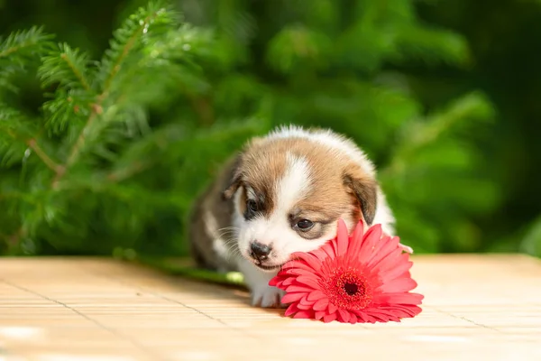 Śmieszne Szczeniaczek Pembroke Walijski Corgi Rasy Pies Leżący Zewnątrz Zielonym — Zdjęcie stockowe