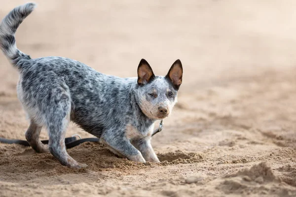 Divertido Tacón Azul Perro Ganado Australiano Cachorro Está Cavando Arena —  Fotos de Stock
