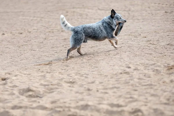 Cão Gado Australiano Saltador Azul Brincando Com Anel Brinquedo Praia — Fotografia de Stock