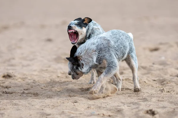 Dois Cachorrinhos Cão Gado Australiano Saltador Azul Brincando Lutando Livre — Fotografia de Stock