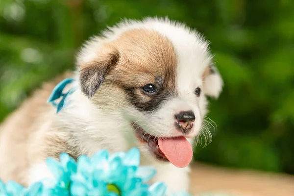 快乐的微笑着的小猎犬 它是用蓝色的花朵在大自然中繁衍出来的 有选择的重点 — 图库照片