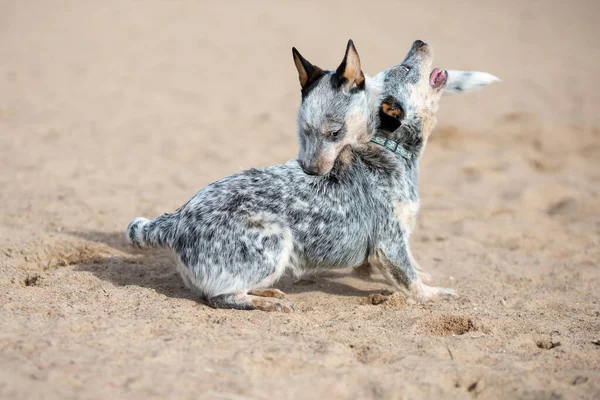 Dois Filhotes Cão Gado Australiano Saltador Azul Brincando Lutando Livre — Fotografia de Stock