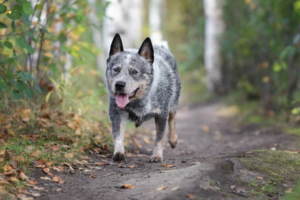 Joven Perro Ganado Australiano Está Paseando Bosque Tacón Azul Corriendo —  Fotos de Stock