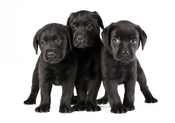 Três Filhotes Cachorro Preto Bonito Labrador Retriever Raça Isolada Fundo — Fotografia de Stock