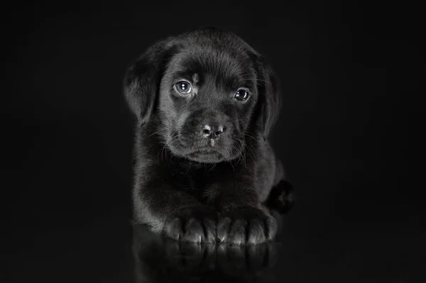 Portret Spokojnego Szczeniaka Rasy Labrador Retriever Leżącego Odizolowanego Czarnym Tle — Zdjęcie stockowe
