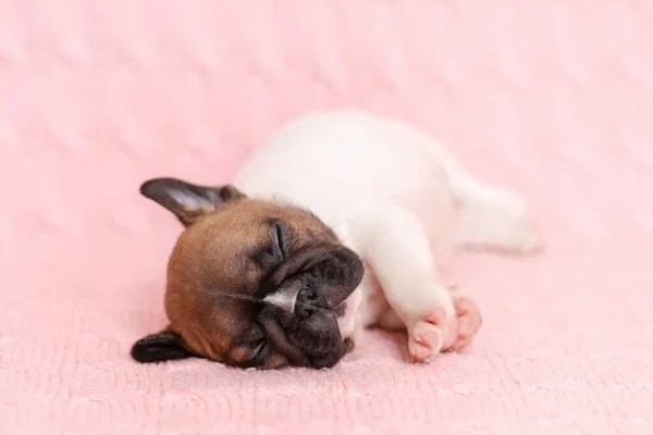 法国斗牛犬睡在粉色针织毛毯上的滑稽可爱小狗 — 图库照片
