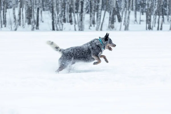 Australische Runderhond Blauwe Heeler Loopt Sneeuw Winter Natuur — Stockfoto