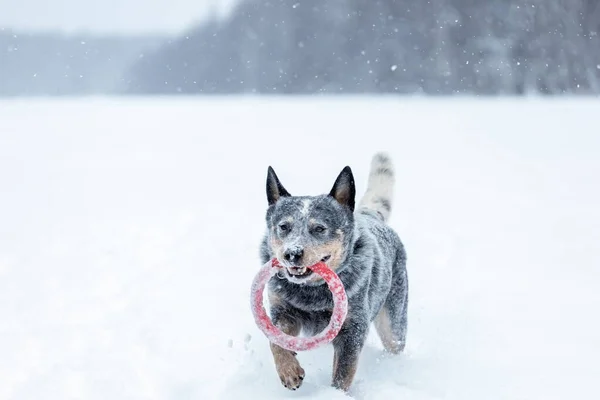 Australische Rund Hond Blauwe Heeler Spelen Met Speelgoed Ring Sneeuw — Stockfoto
