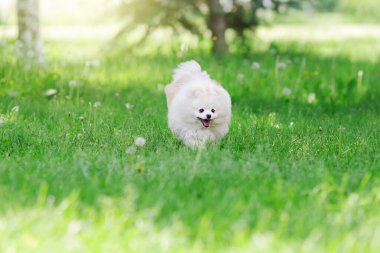 Beyaz Pomeranya köpekleri yeşil çimlerde koşuyor