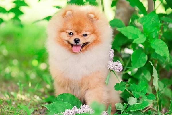 Happy Pomeranian Spitz Anjing Tersenyum Pada Alam — Stok Foto