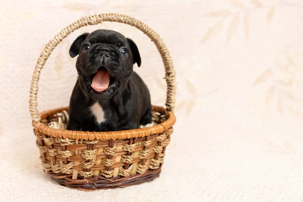 可爱的法国斗牛犬小黑狗坐在篮子里打呵欠 — 图库照片