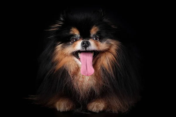 Szalony Zabawny Pies Rasy Pomeranian Spitz Językiem Wiszącym Czarnym Tle — Zdjęcie stockowe