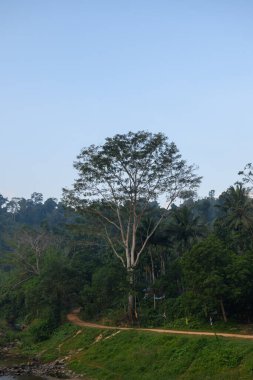 Mavi gökyüzü ve çim ile tek başına duran ağaç