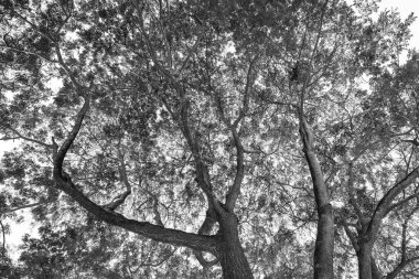 Uzun boylu ağaçlar tropikal gölgesi altında