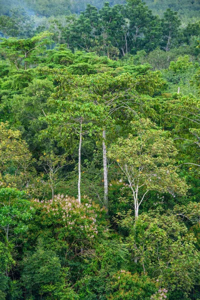 Bereketli Yeşil Orman Ormanlık Alan — Stok fotoğraf