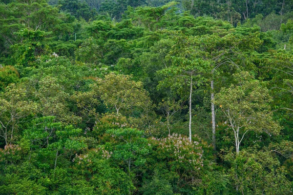 Bereketli Yeşil Orman Ormanlık Alan — Stok fotoğraf
