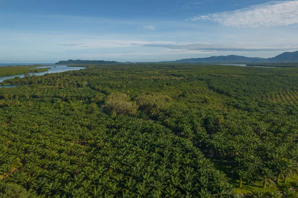 Taze Yeşil Palmiye Çiftliği Havası Baharda Mavi Gökyüzünden Bir Dron — Stok fotoğraf