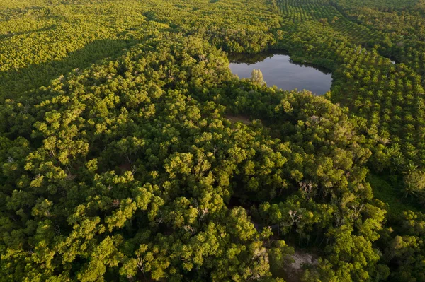 Hava Mangrov Orman Üstten Görünüm — Stok fotoğraf