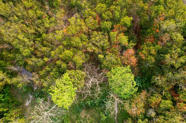 Vista Aérea Floresta Outono Drone — Fotografia de Stock