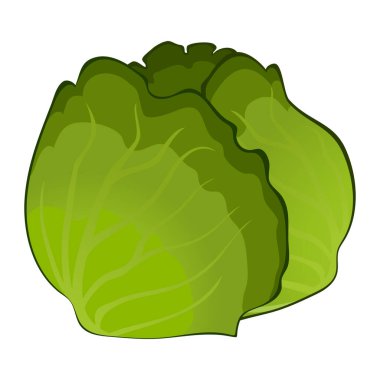 Beyaz arka planda izole edilmiş gerçekçi olgun lahana - Vektör illüstrasyonu