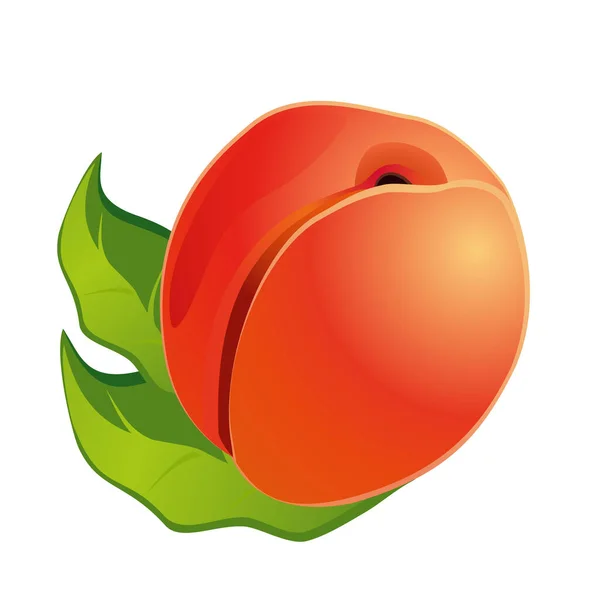 Peach Segar Matang Realistis Diisolasi Pada Latar Belakang Putih Vektor - Stok Vektor