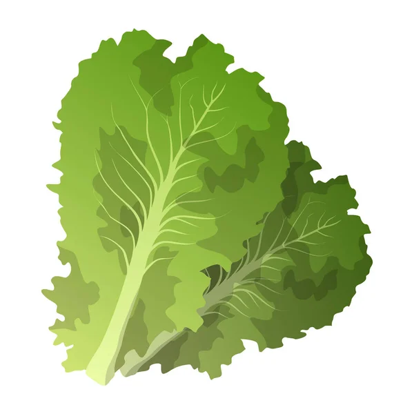 Realistic Fresh Lettuce Leaves White Background Vector Illustration — Stock Vector