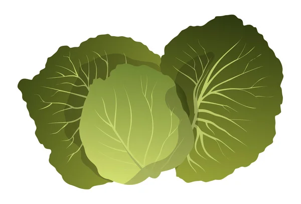 Realistische Frische Salatblätter Weißer Hintergrund Vector Illustration — Stockvektor