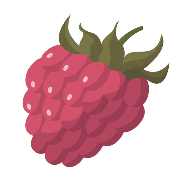 Framboise Rouge Fraîche Réaliste Isolée Sur Fond Blanc Illustration Vectorielle — Image vectorielle