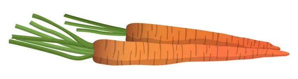 Реалистичная Свежая Морковь Белом Фоне Векторная Иллюстрация — стоковый вектор