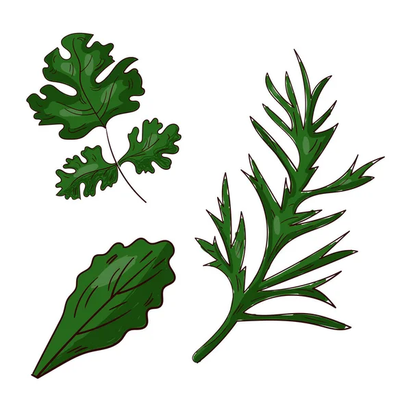 Différents Types Réalistes Herbes Plantes Pour Cuisiner Sur Fond Blanc — Image vectorielle